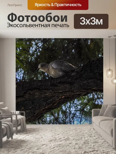 Фотообои Утренняя голубь в дереве