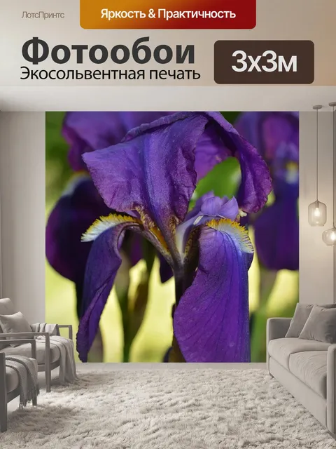 Фотообои Сиреневый ирис