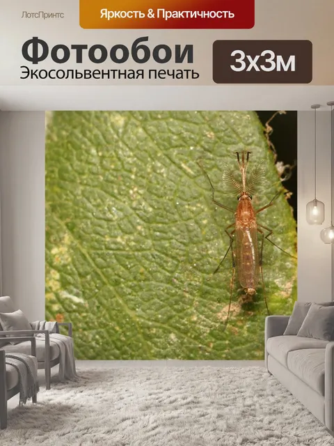 Фотообои Комар