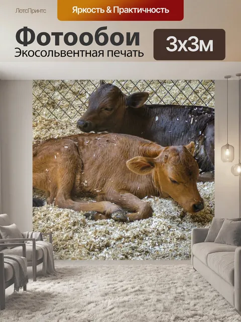 Фотообои Два телята