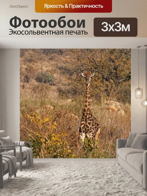 Фотообои жираф смотрит прямо перед собой