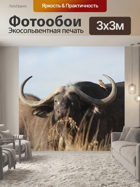 Фотообои Буйвол