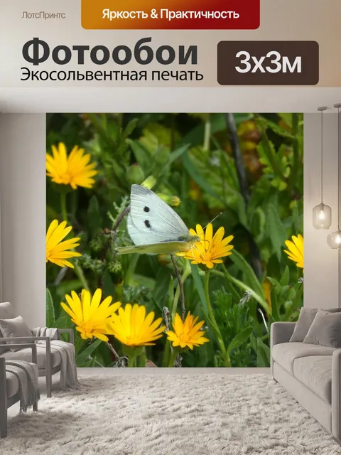 Фотообои Pieris rapae