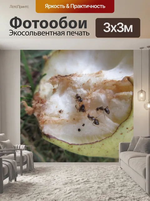 Фотообои муравьи на груши