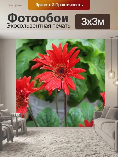 Фотообои Красный гербер дэйзи