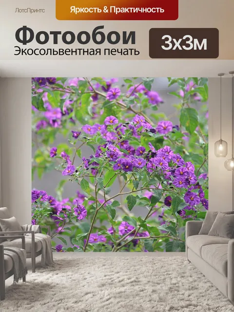 Фотообои картофель куст фиолетовые цветы