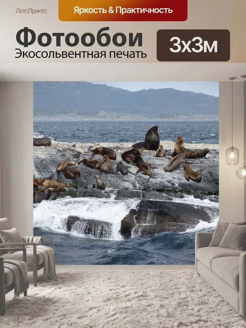 Фотообои Морские львы