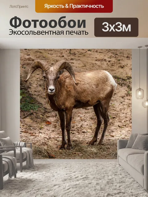 Фотообои Снежный баран