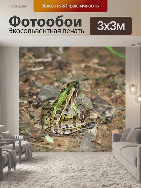 Фотообои Южный леопардовый лягушка