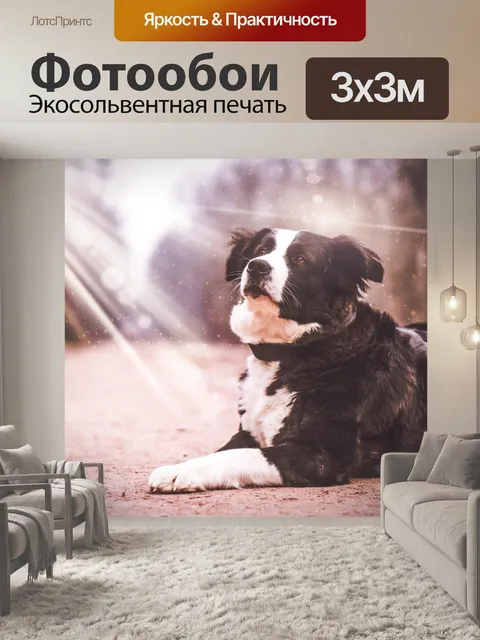 Фотообои Собака