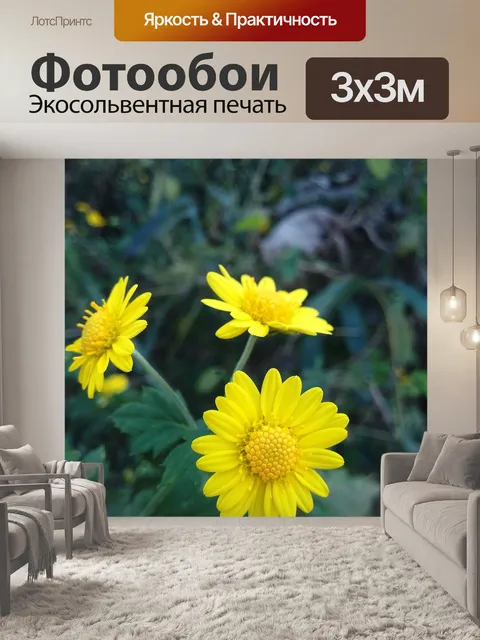 Фотообои Хризантема
