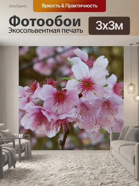 Фотообои Сакура
