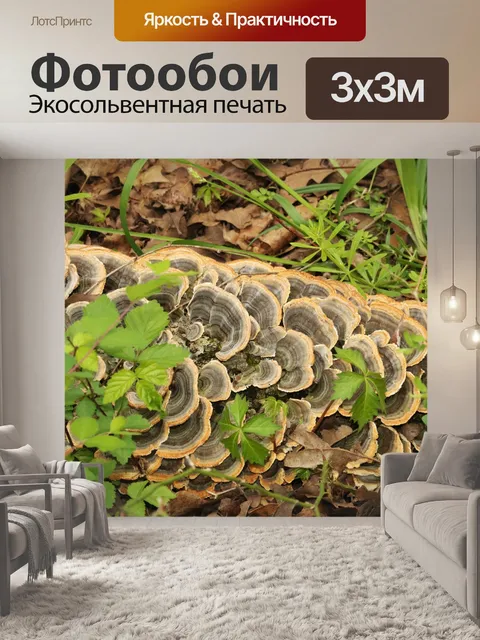 Фотообои Оранжево-коричневые грибы в скобках
