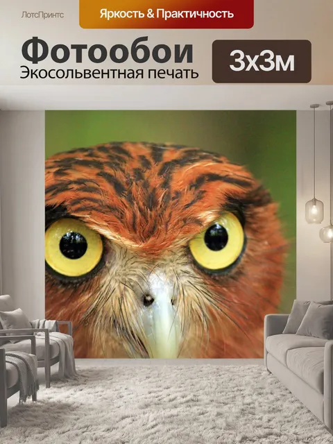 Фотообои Сова Глаза
