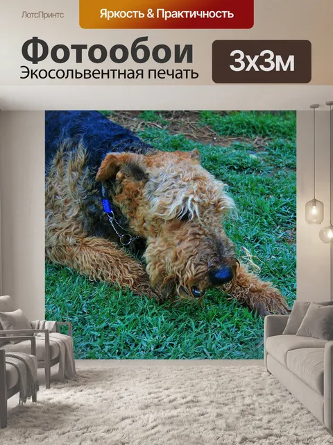 Фотообои Эрдельтерьер