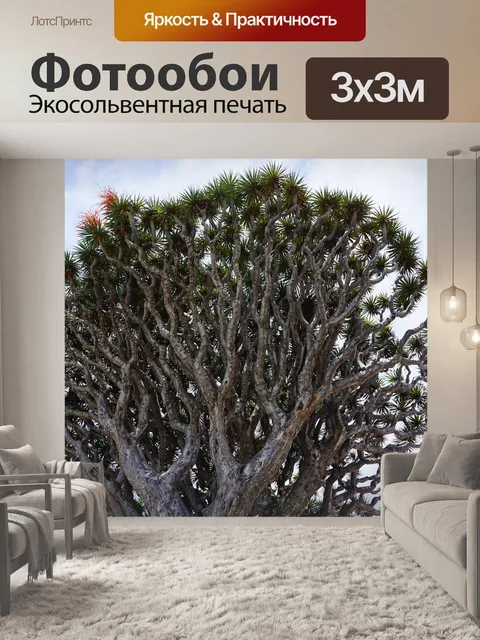 Фотообои Канарское драконово дерево