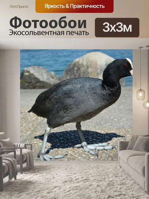 Фотообои Черно-белый водоплавающий кот