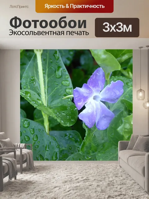 Фотообои Пропитанный дождем цветок