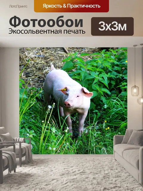 Фотообои Поросенок