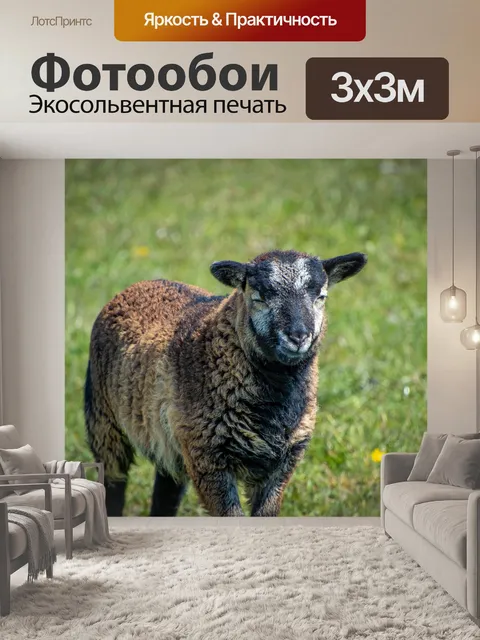 Фотообои Овца, баран, овца