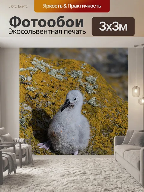 Фотообои Птицы