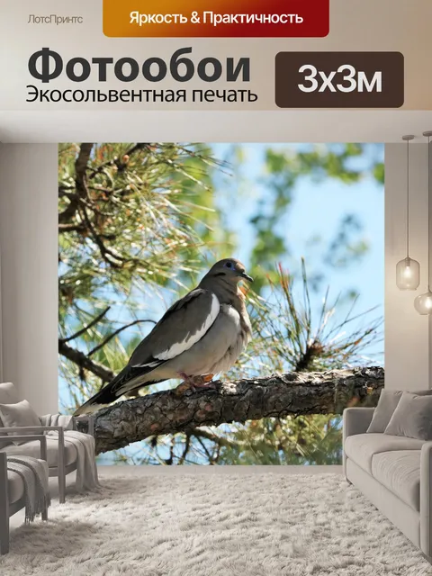 Фотообои Голубь в Сосновом дереве