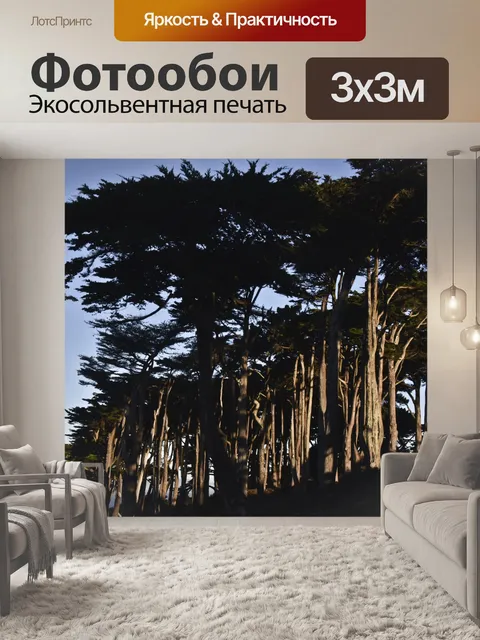 Фотообои Стенд деревьев
