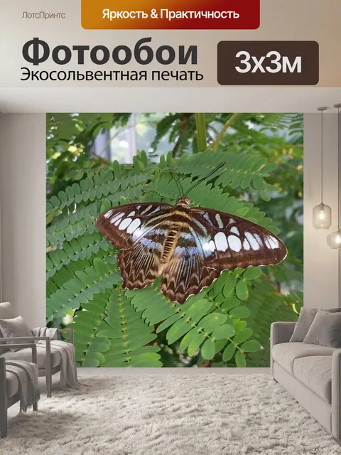 Фотообои Бабочка