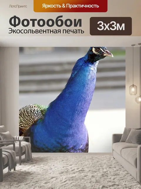 Фотообои Павлин
