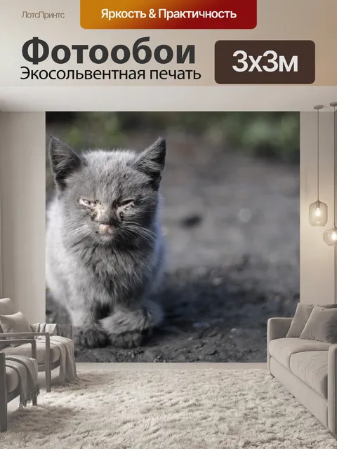 Фотообои Котёнок