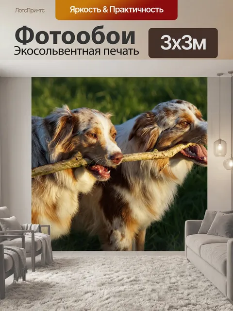 Фотообои Австралийская овчарка Волк