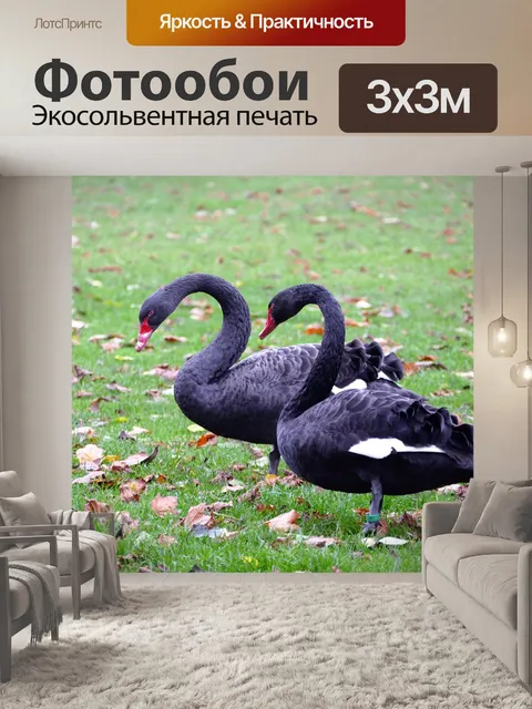 Фотообои Черные лебеди