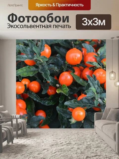 Фотообои небольших помидора