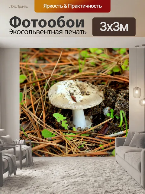 Фотообои Гриб