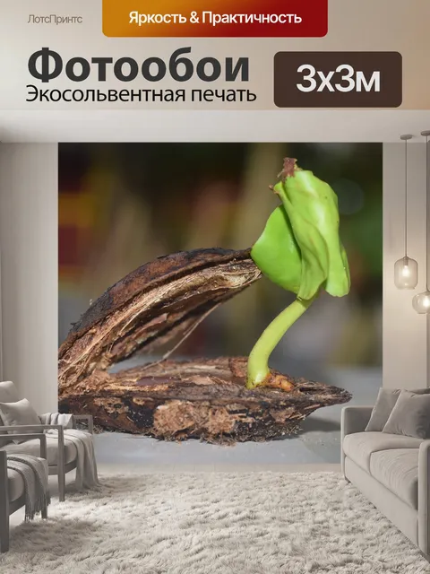 Фотообои Молодое растение