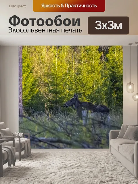 Фотообои Лось