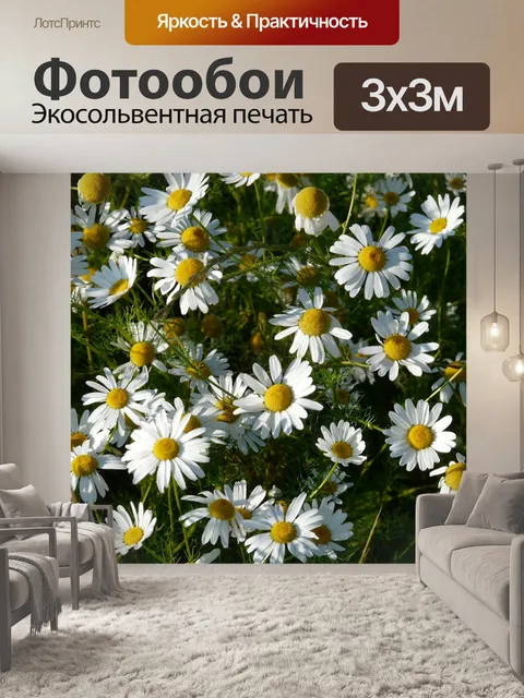 Фотообои Настоящая ромашка