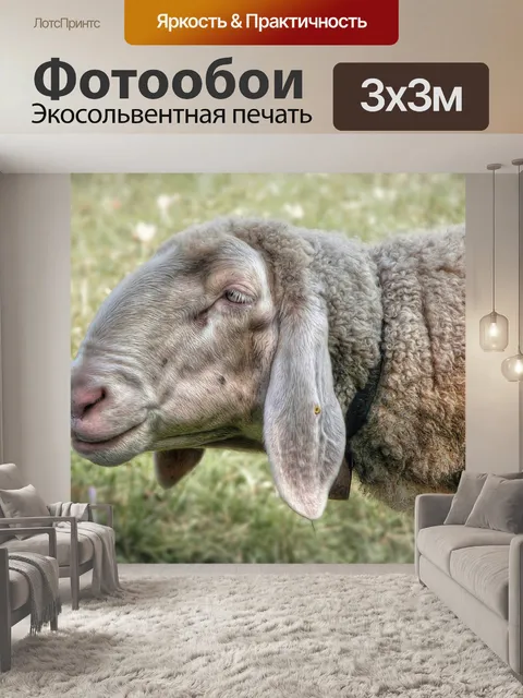 Фотообои Овцы