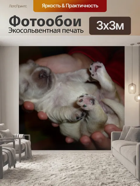Фотообои Новорожденный щенок