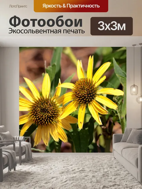 Фотообои Два желтых цветка Coneflowers крупным пл
