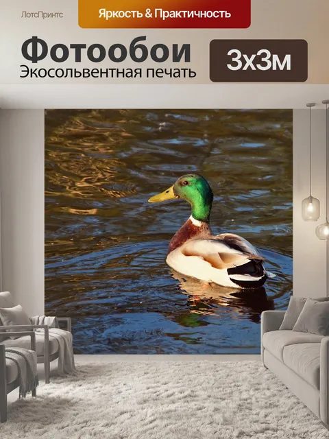 Фотообои Озеро селезня кряквы