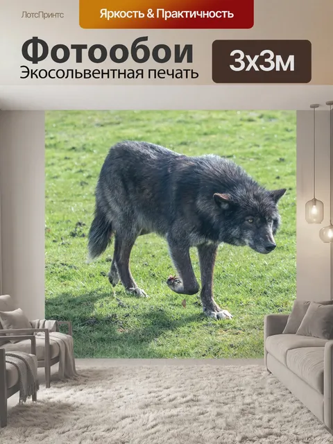 Фотообои Выслеживание волка
