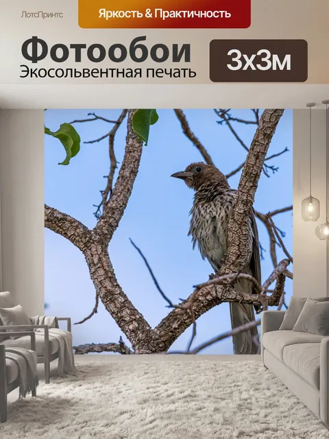 Фотообои Птица