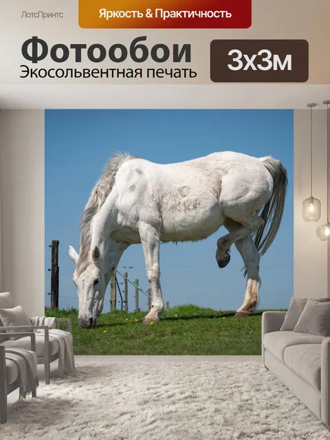 Фотообои Лошадь, ездовое животное, млекопитающее
