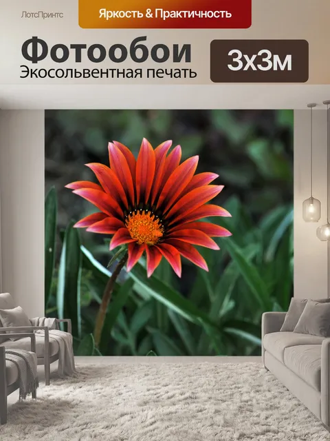 Фотообои Один красный цветок маргаритки