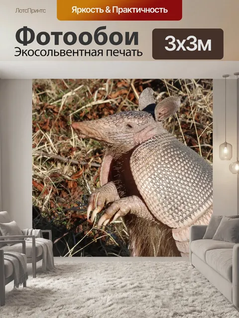 Фотообои Армадилло крупным планом