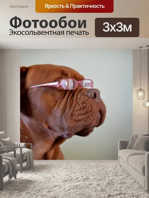 Фотообои Мода собаки