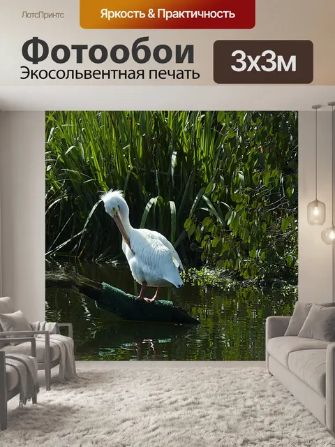 Фотообои Пеликан Руст на воде