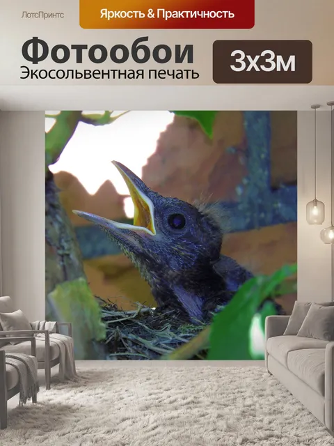 Фотообои Черный дрозд