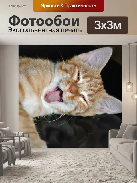 Фотообои Кот